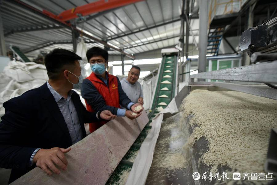 聊城茌平区 豆渣变猫砂，变废为宝出国门